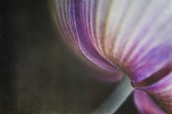 Abstract Macro of Purple and White Flower Petals
