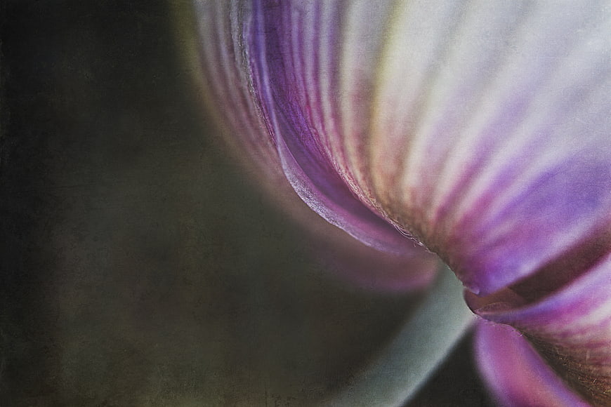Abstract Macro of Purple and White Flower Petals
