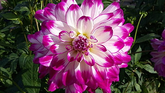 Vibrant Pink and White Dahlia Flower Close-Up