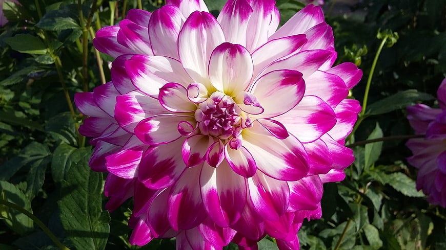 Vibrant Pink and White Dahlia Flower Close-Up