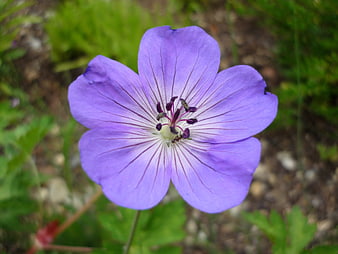 Close-up of a purple wildflower with detailed petals