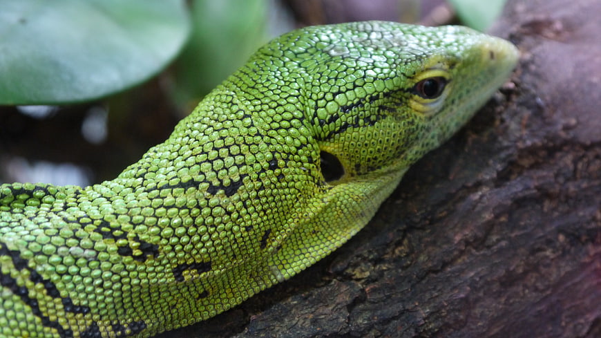 Close-up of a Green Lizard on a Tree Branch