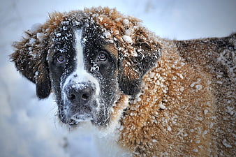 Close-up of Saint Bernard Dog Covered in Snow