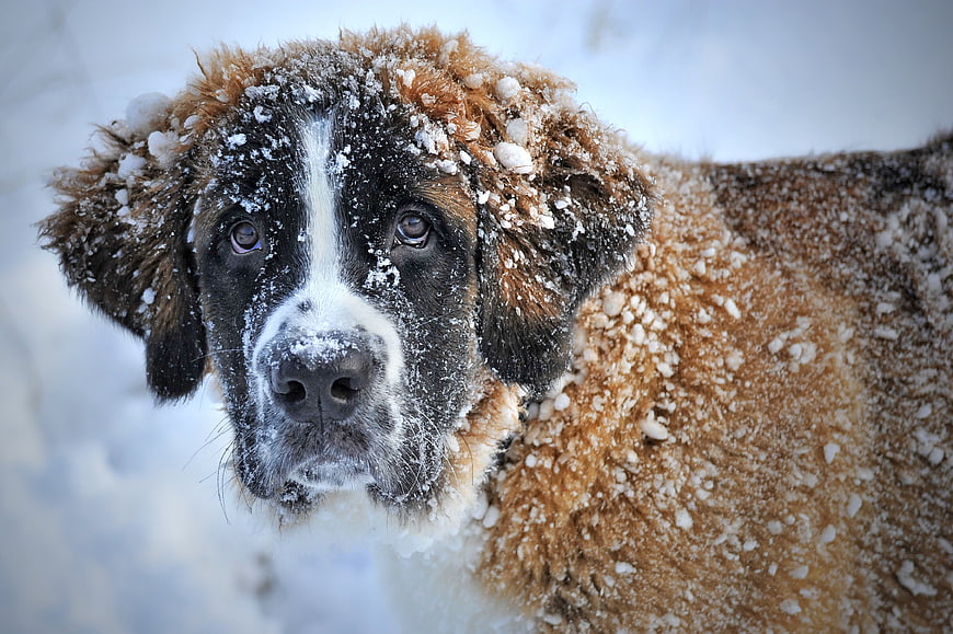 Close-up of Saint Bernard Dog Covered in Snow