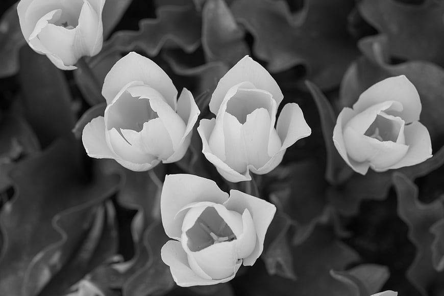Black and White Tulips Close Up