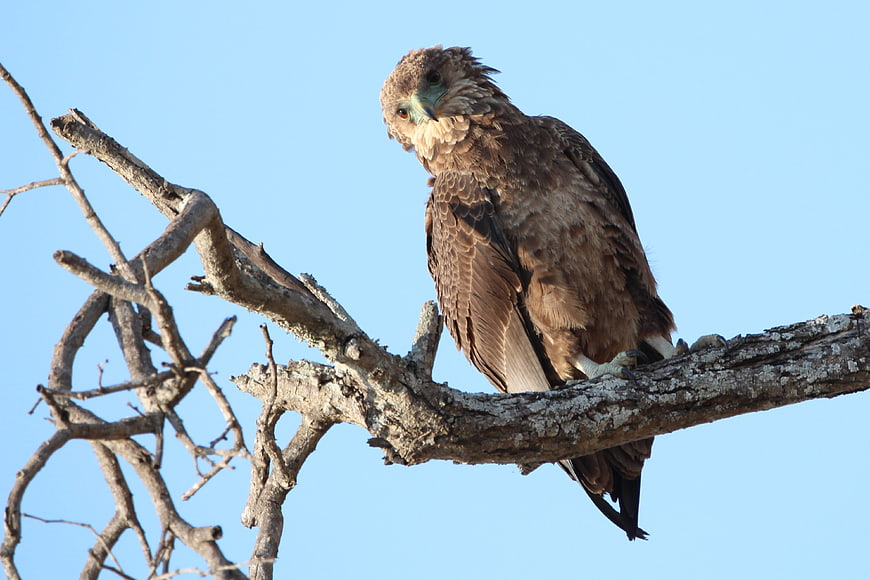 Brown eagle perched on dry branch against blue sky