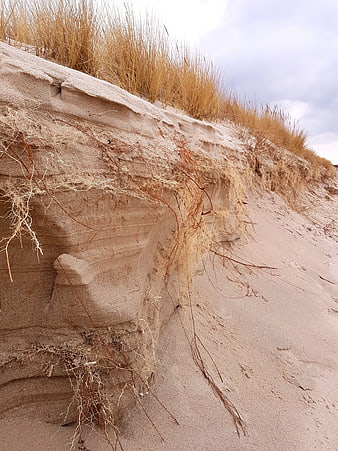 Erosion of Sand Dune with Exposed Roots and Grass