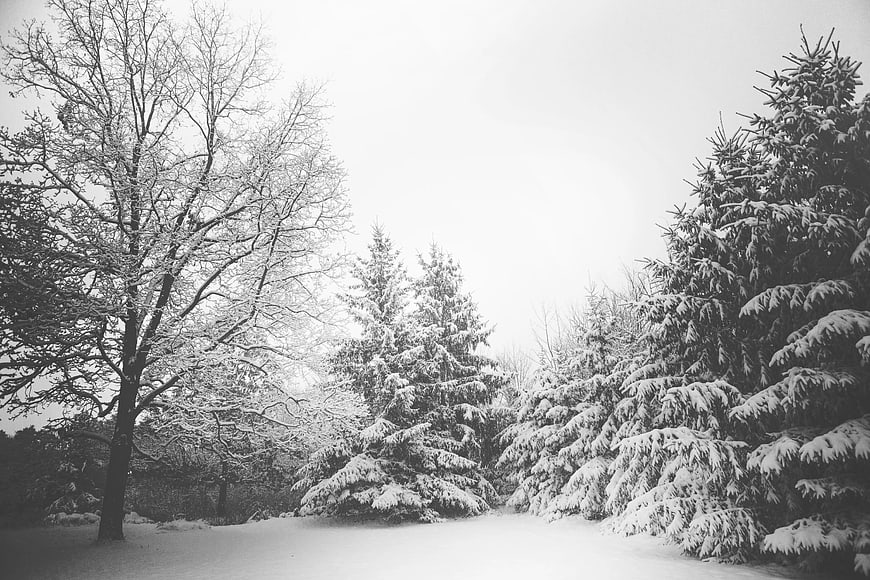 Black and White Snowy Forest with Evergreens and Deciduous Trees