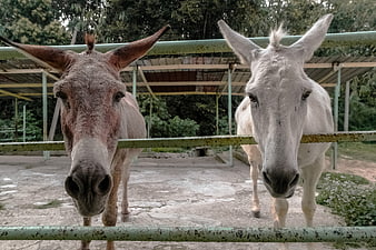 Two curious donkeys looking over a fence at a sanctuary