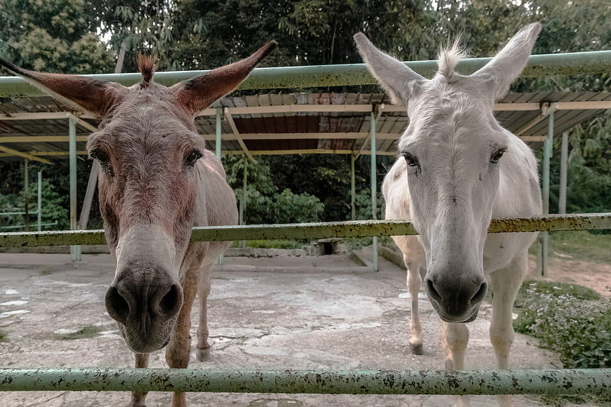 Two curious donkeys looking over a fence at a sanctuary