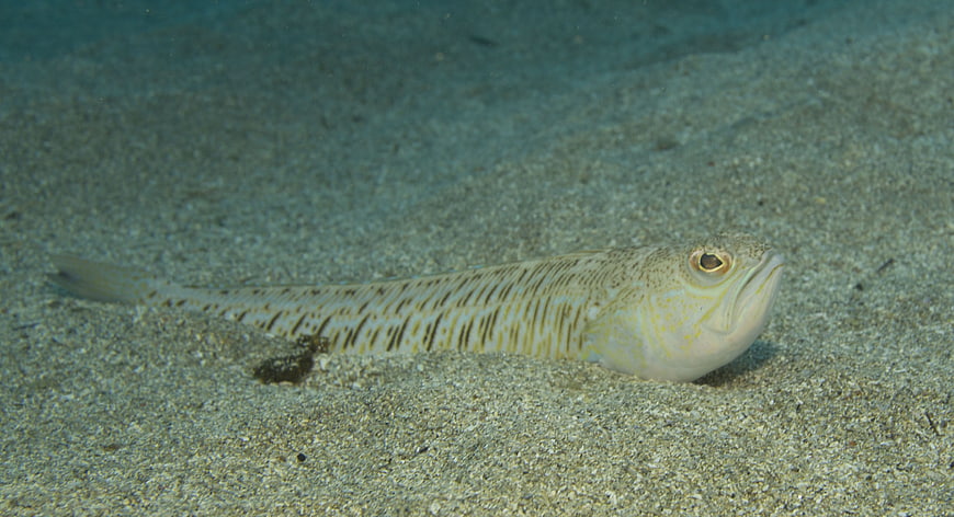 Underwater photo of a striped fish on sandy seabed