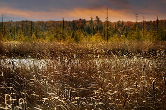 Golden sunset over autumn marsh with cattails and forest
