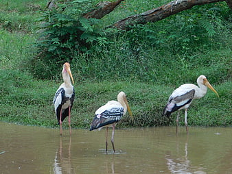 Three Painted Storks Standing in Shallow River Water