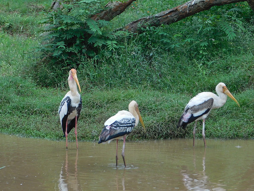 Three Painted Storks Standing in Shallow River Water