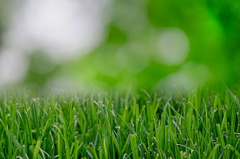 Close-up of vibrant green grass with blurred background