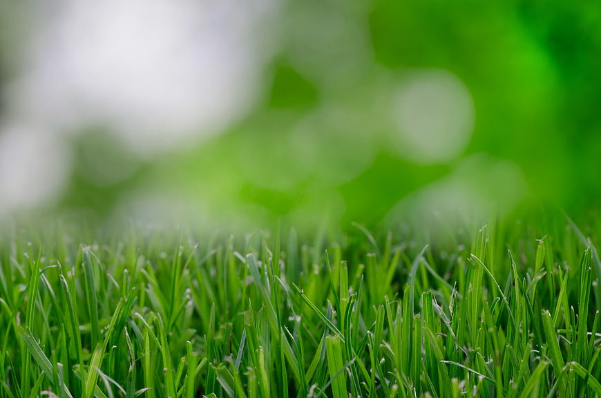 Close-up of vibrant green grass with blurred background