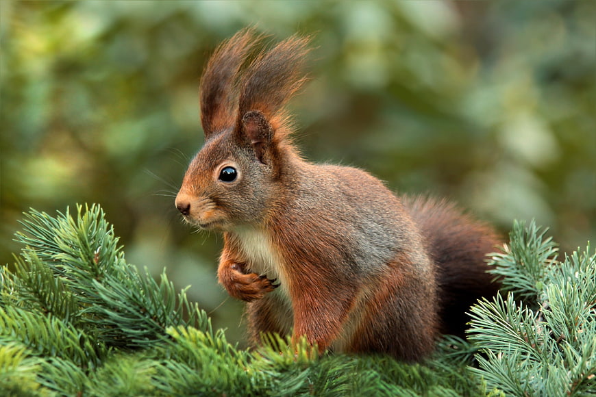Cute Red Squirrel Perched on Pine Branch in Forest