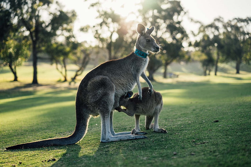 Mother Kangaroo with Joey in Australian Park