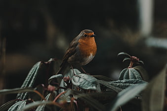 European Robin perched on green leaves in a forest