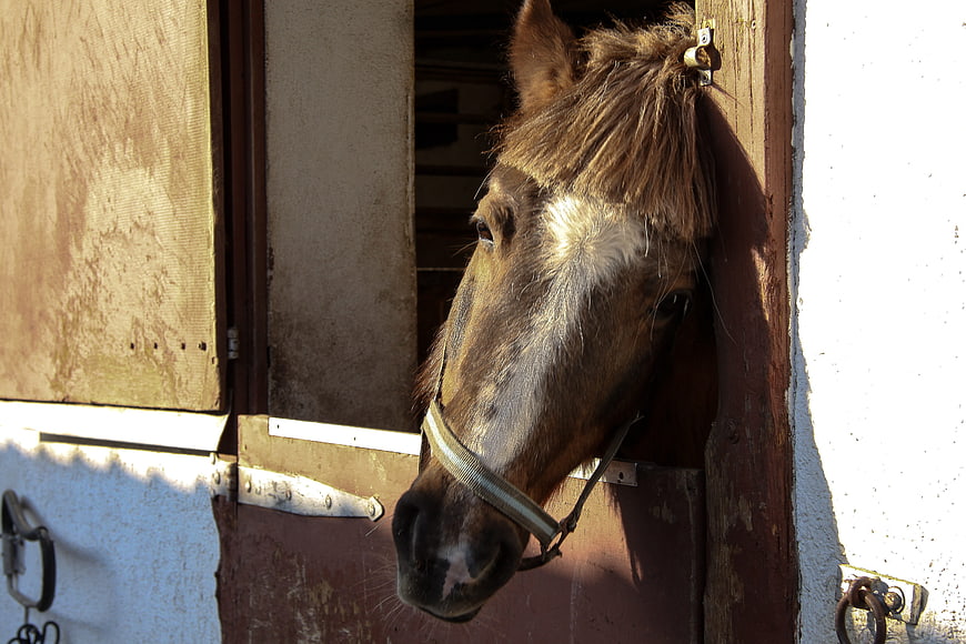 Brown Horse Head Peeking Out of Stable Door