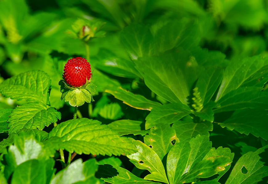 Fresh red wild strawberry on green leaves in sunlight