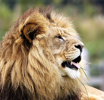 Close-up portrait of a male lion with open mouth and tongue
