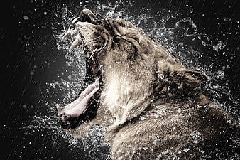 Dramatic roaring tiger head splashing water in rain