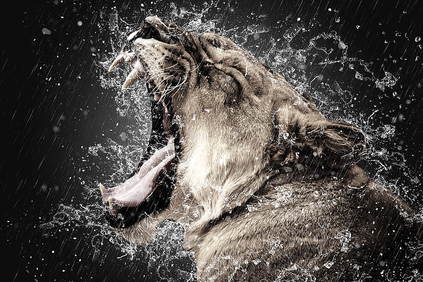 Dramatic roaring tiger head splashing water in rain
