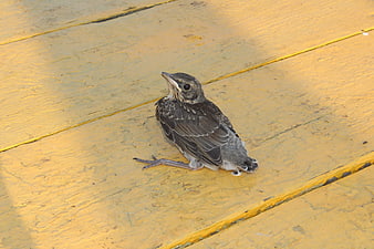 Baby bird sitting on yellow wooden deck