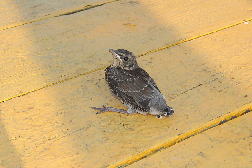 Baby bird sitting on yellow wooden deck