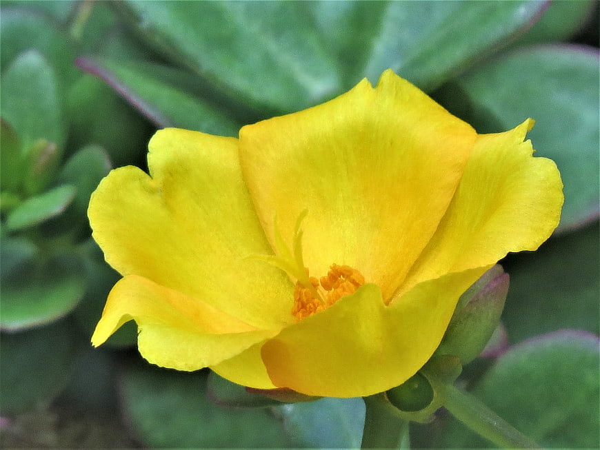 Close-up of a vibrant yellow flower with green leaves
