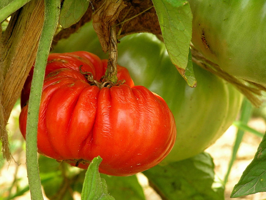 Ripe red heirloom tomato on vine with green leaves
