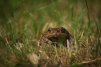Close-up of a toad sitting in green grass