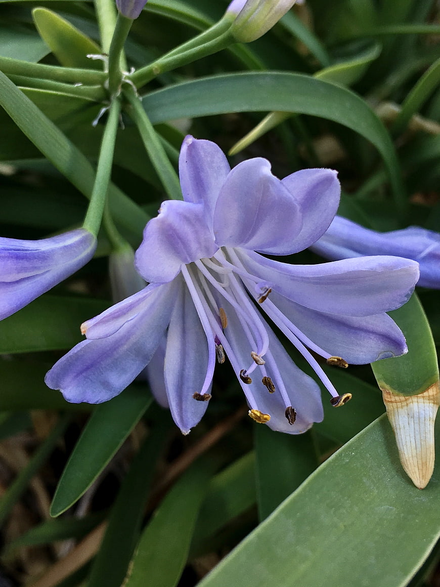 Close-up of purple agapanthus flower with green leaves
