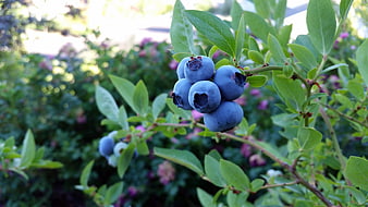 Ripe Blueberries Growing On Bush In Garden