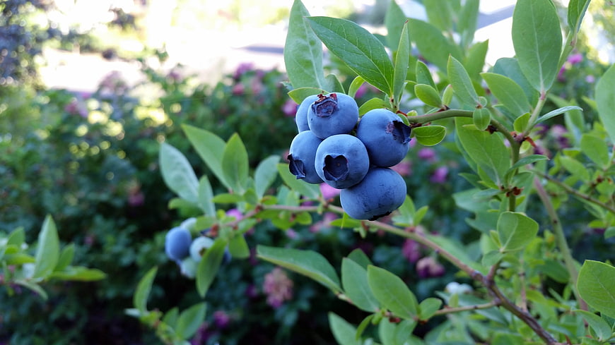 Ripe Blueberries Growing On Bush In Garden