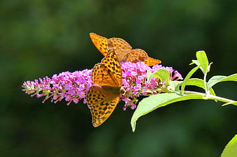 Two orange butterflies on a purple buddleia flower