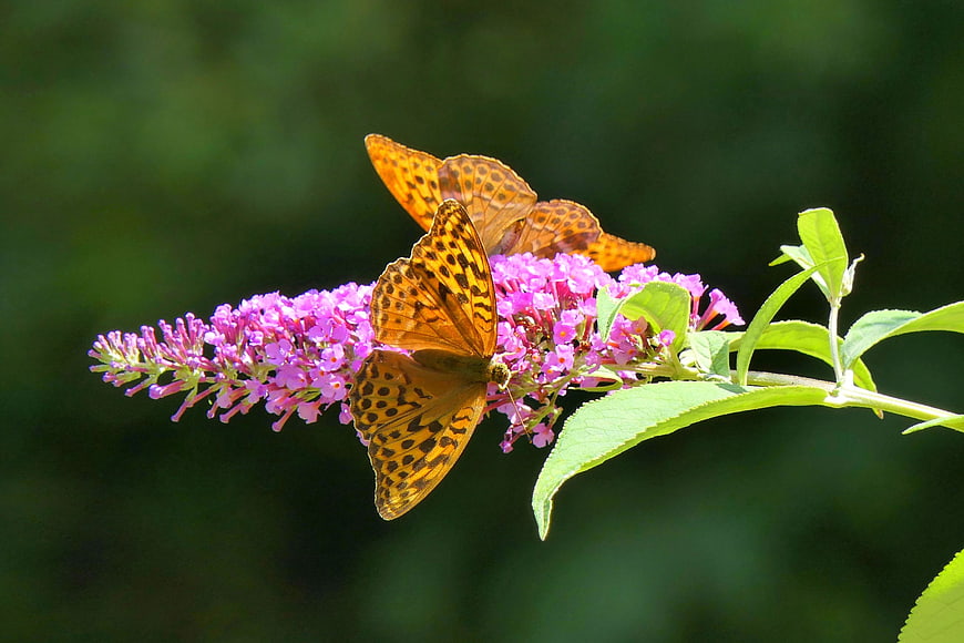 Two orange butterflies on a purple buddleia flower