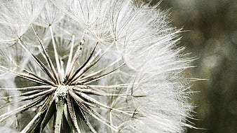 Macro Photography of Dandelion Seed Head