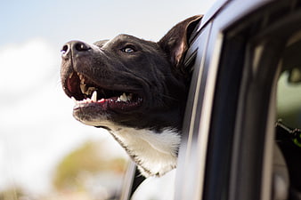 Happy black and white dog head out of car window