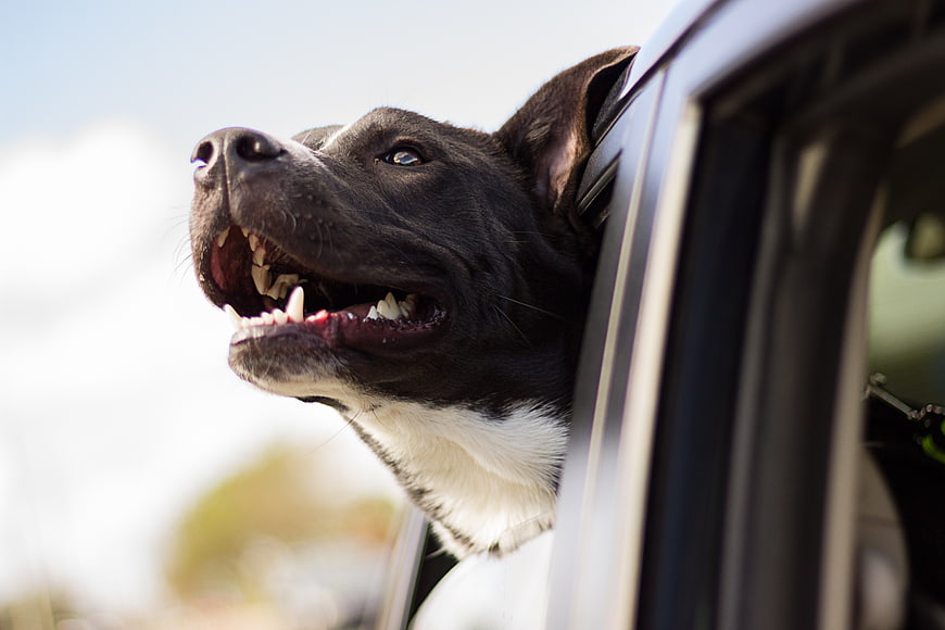 Happy black and white dog head out of car window