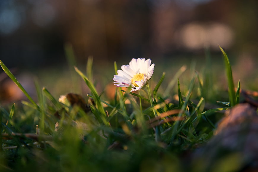 Close-up of a white daisy in green grass at golden hour