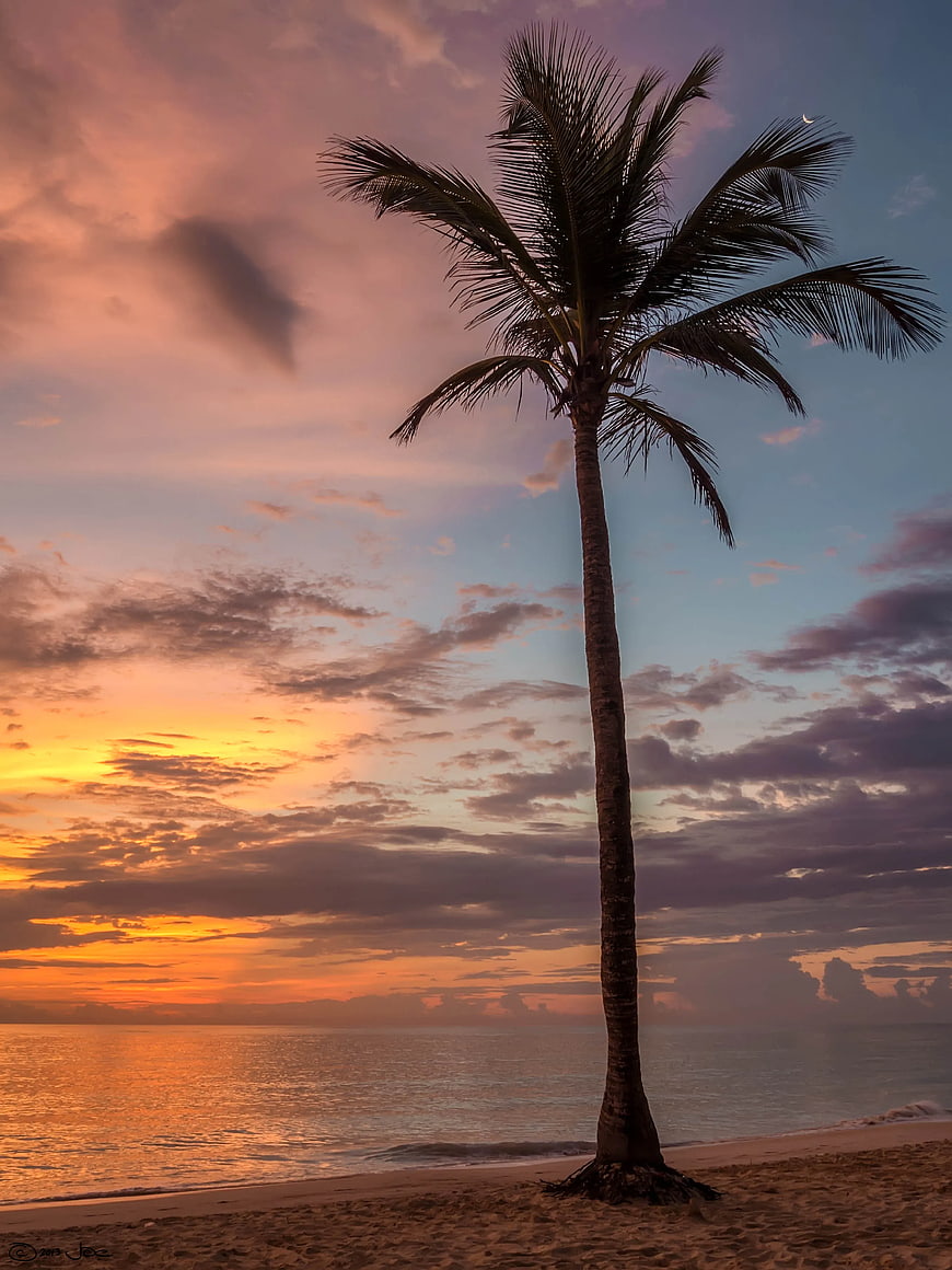 Silhouette of Palm Tree on Beach at Sunset
