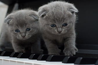 Two Gray Kittens Walking On Piano Keys