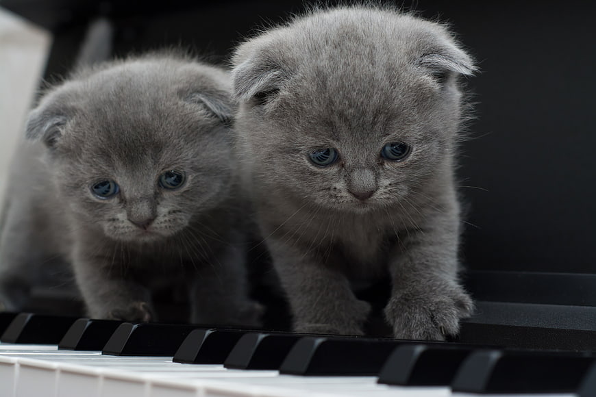 Two Gray Kittens Walking On Piano Keys