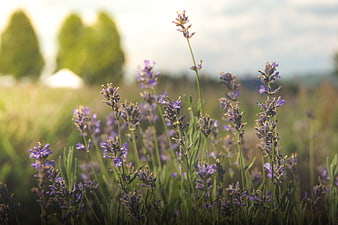 Close-up of purple lavender flowers in a sunny field