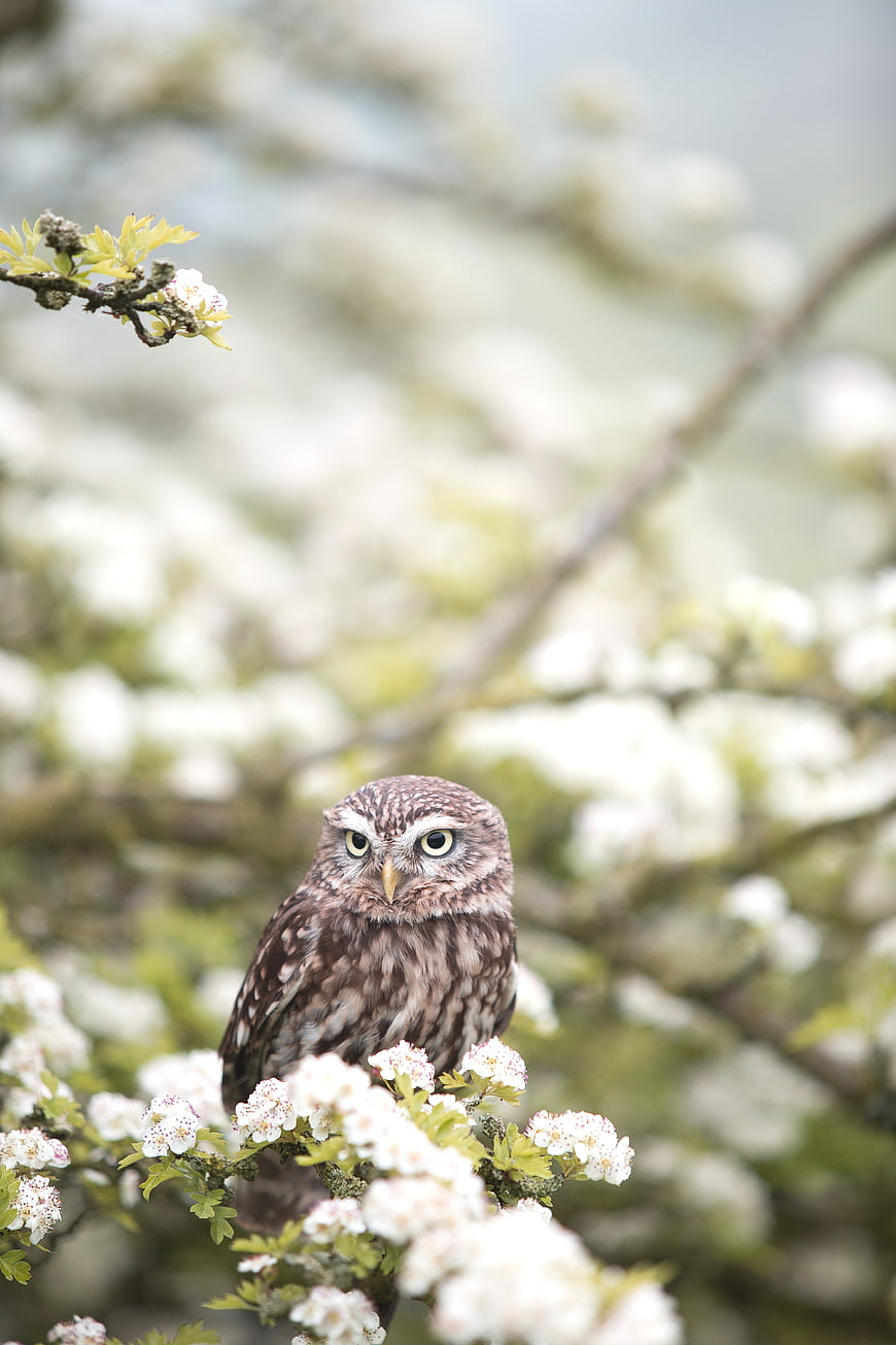 Little Owl Perched on White Blossoming Branch in Spring