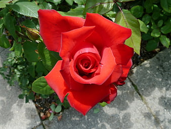 Vibrant Red Rose Bloom in Garden