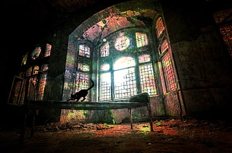 Silhouette of a black cat walking on a bed frame in an abandoned ruin