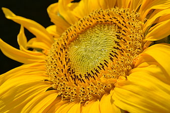 Close-up of vibrant yellow sunflower center with detailed texture